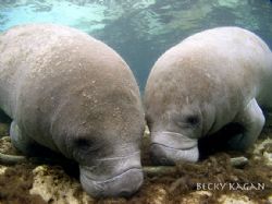 Love is in the water!!! Crystal river manatees by Becky Kagan 